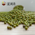 superior Quality Green Mung Bean for Sprouting Use